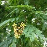 Caesalpinia coriaria Blomma