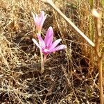 Colchicum longifolium Flower