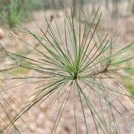 Pinus strobus Blatt