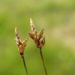 Carex obtusata Плод