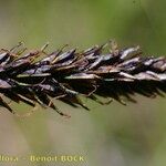 Carex frigida Mbuma