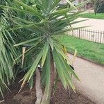 Agave sisalana Leaf