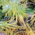 Euphorbia cyparissias Blad