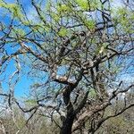 Prosopis caldenia आदत