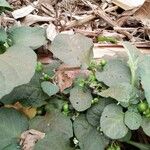 Solanum nigrumLeaf