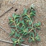 Euphorbia polygonifolia Hoja