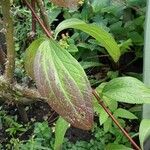 Clematis integrifolia Ліст