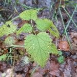 Urtica dioica Folha