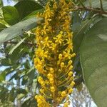 Lophanthera lactescens Flor