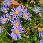 Felicia amelloides Flower