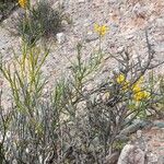Senna crassiramea Hábito
