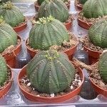 Euphorbia obesa 叶