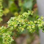 Rumex pulcher Fula