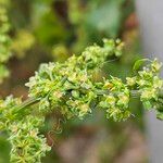 Rumex pulcher Blüte