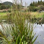 Philydrum lanuginosum Habit