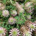 Trifolium vesiculosum Flower