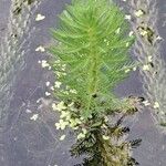 Myriophyllum aquaticumഇല