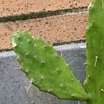 Opuntia elatior Leaf