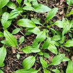 Plantago rugelii Hábito