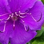 Tibouchina urvilleana Virág