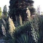 Yucca filamentosaFlor