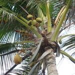 Cocos nucifera Plod