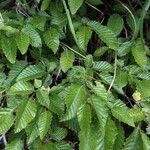 Carpinus japonica ഇല