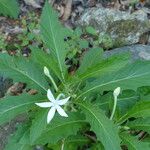 Hippobroma longiflora Хабит