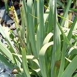 Sisyrinchium striatum Листок