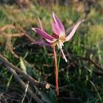 Erythronium dens-canis फूल
