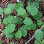 Fuchsia procumbens List