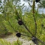 Pinus contorta Flor