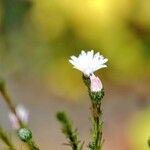 Symphyotrichum subulatum その他の提案