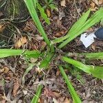 Hymenocallis caribaea Leaf