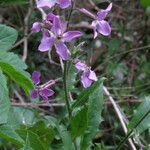 Hesperis laciniata Květ