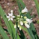 Tulbaghia simmleri