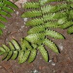 Arthropteris monocarpa Φύλλο