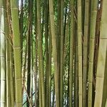 Phyllostachys reticulata Rinde