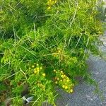 Vachellia karroo Цветок