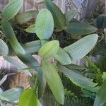 Cattleya forbesii Hoja