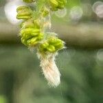 Quercus pubescens Fleur