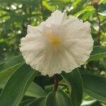 Cheilocostus speciosus Flower