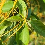 Cuscuta americana Leaf