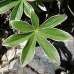 Potentilla alchimilloides Leaf