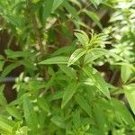 Aloysia citriodoraBlad