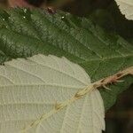 Rubus adscitus Blad