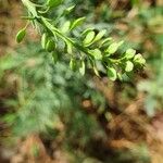 Lepidium bonariense Owoc