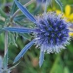 Eryngium planum Λουλούδι