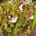 Begonia bowerae 花