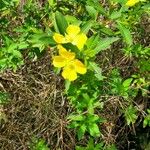 Ludwigia peruviana Кветка